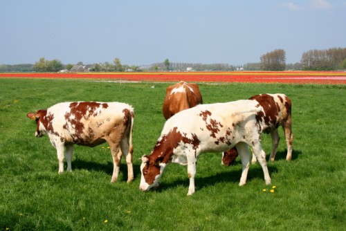 Krowy, Paleo SMAK