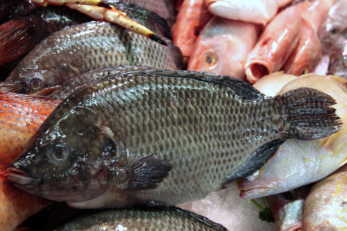 Ryby A Rt PaleoSMAK Ryby A Rt PaleoSMAK